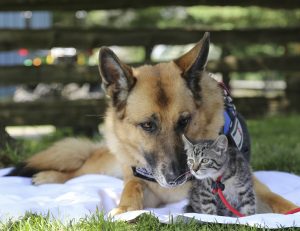 First Aid for Dogs and Cats (online)